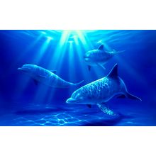 Dolphin Paradise Wall Mural