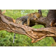 Sleeping Leopard Wall Mural