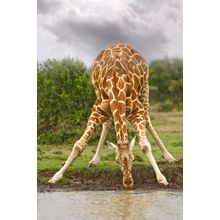 Drinking Giraffe Wall Mural