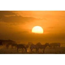 Zebra Herd at Sunset Wall Mural