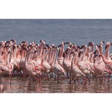 Flamingo Mating Dance Wall Mural