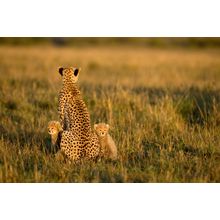 Cheetah And Cubs Wall Mural