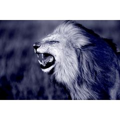Male Lion's Roar (blue tone) Wall Mural