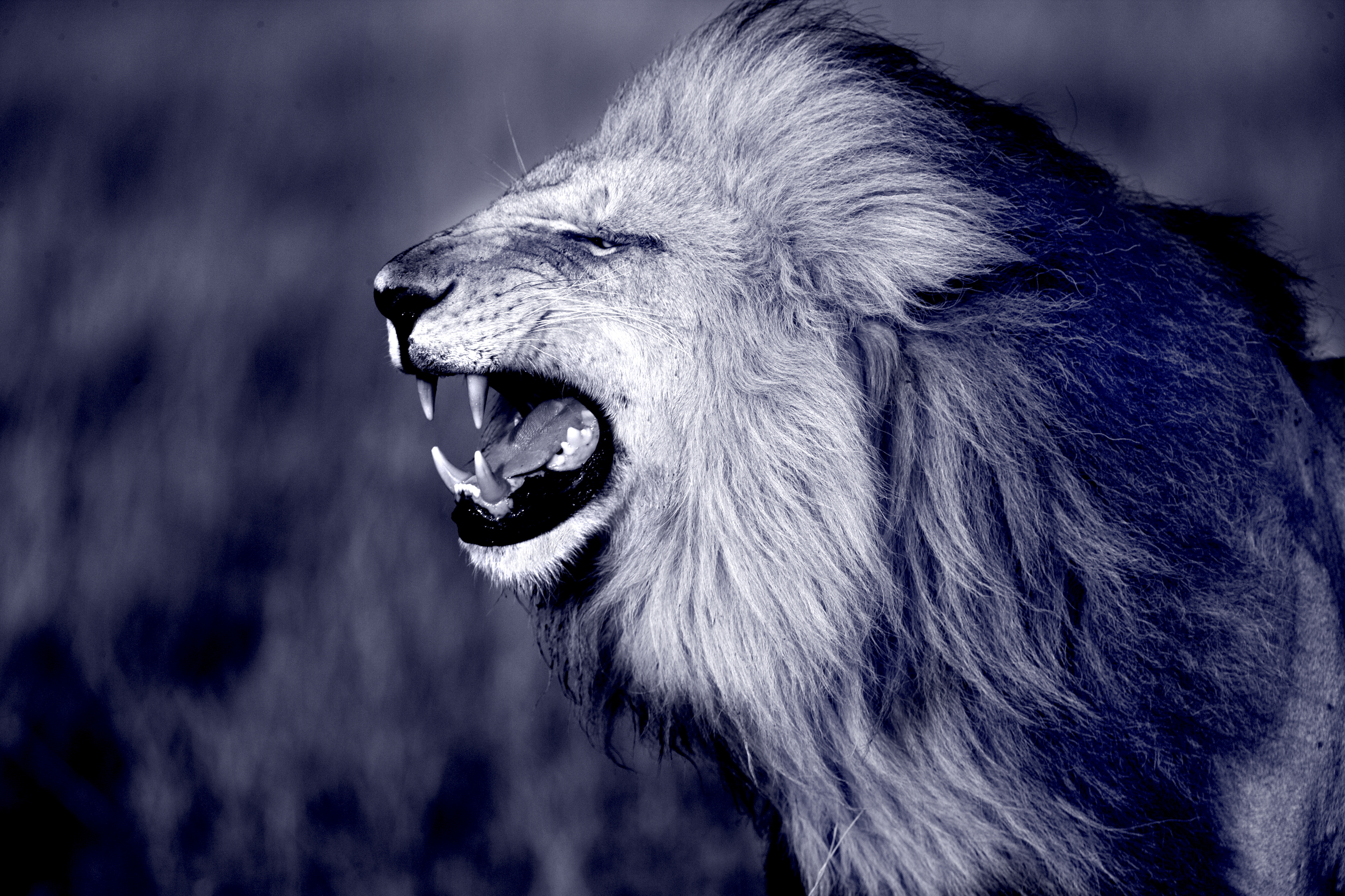 Male Lion's Roar (Blue Tone) Mural Jim Zuckerman - Murals Your Way