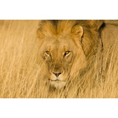 Camouflaged Lion In The Grass Wall Mural