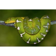 Emerald Tree Boa  Wall Mural