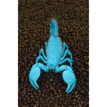 Emperor Scorpion Under Black Light Wall Mural