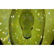 Green Tree Python, Indonesia Wall Mural