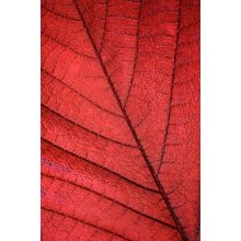 Backlit Red Leaf Wall Mural