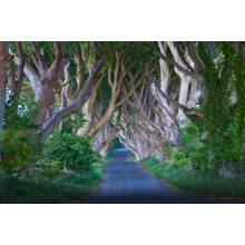 Dark Hedges Wall Mural