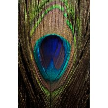 Peacock Feather Wall Mural