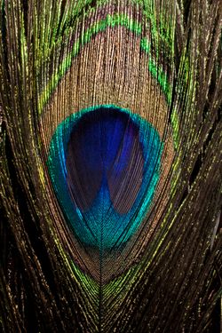 Peacock Feather Mural - Jim Zuckerman - Murals Your Way