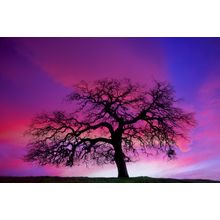 California Oak, Wine Country Wall Mural