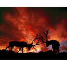 Sparing Elk, Yellowstone National Park Wall Mural