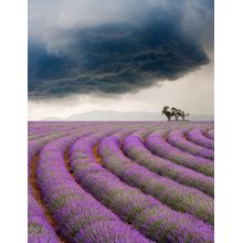 Lavender Fields In A Storm Wall Mural