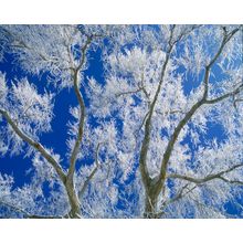 Cottonwood Tree and Hoarfrost Mural Wallpaper