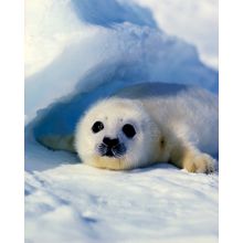 Baby Harp Seal Wall Mural