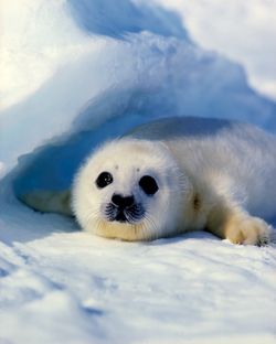 Baby-Harp-Seal-Wall-Mural