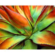 Agave Cactus Wall Mural