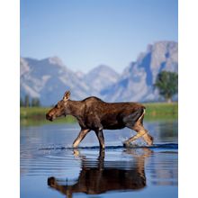 Moose Crossing Snake River, Grand Tetons National Park Wall Mural