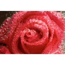 A Rose In Bubbles Wall Mural