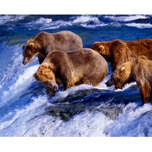 Brown Bears Fishing for Salmon, Alaska  Wall Mural
