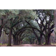 Oak Trees, SC Wall Mural