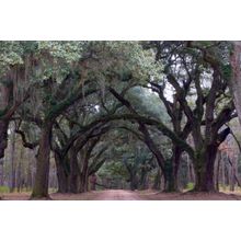 Oak Trees, SC Wallpaper Mural