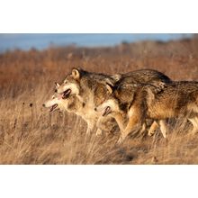 Wolf Pack, Minnesota  Wall Mural