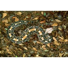 Gaboon Viper, West Africa  Wall Mural