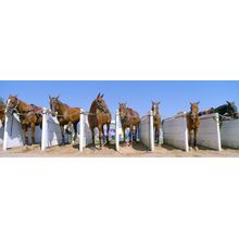 1988 World Polo Championship Wall Mural