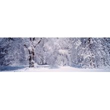 Snow Covered Trees In Yosemite Wall Mural