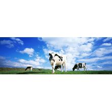 Cows In Field Wall Mural