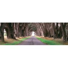 Monterey Cypress Trees Along A Road Wall Mural