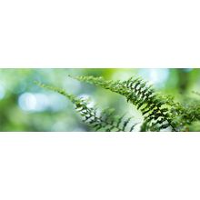 Close-up Of Fern Leaves Wall Mural