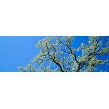 California Oak Tree Wall Mural