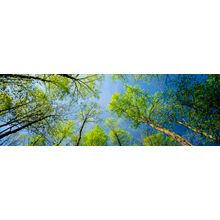 Canopy of Yellow Poplar Trees Wall Mural