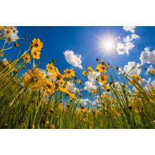 View Of Wildflowers Florida Tickseed Wall Mural