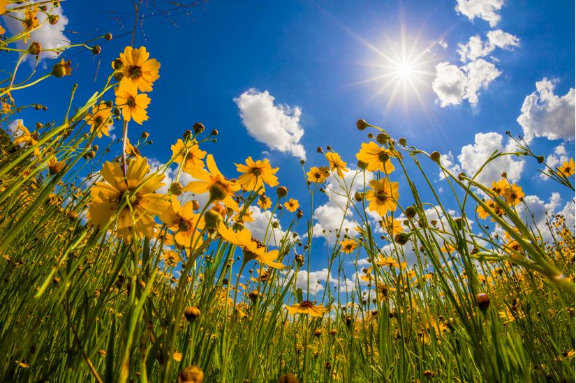 View-Of-Wildflowers-Florida-Tickseed-Wall-Mural