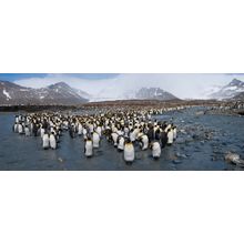 King Penguins On South Georgia Island Wall Mural