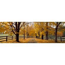 Autumn Trees Near Waynesboro Wall Mural