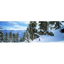 Snow Covered Trees On Mountainside Wall Mural