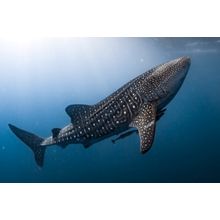 Underwater Whale Shark Wall Mural