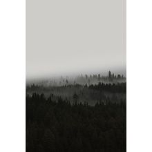 Dark Forest Mist Wall Mural