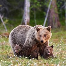 Mama Bear And Cubs Wall Mural