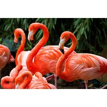 Flamingo Troupe Wall Mural