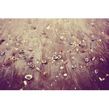 Beached Seashells Wall Mural