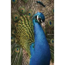 Portrait of a Peacock Wall Mural