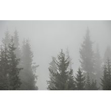 Treetop Haze Wall Mural