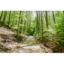 A Walk Through The Forest Wall Mural